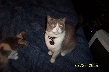 Chamber the cat.