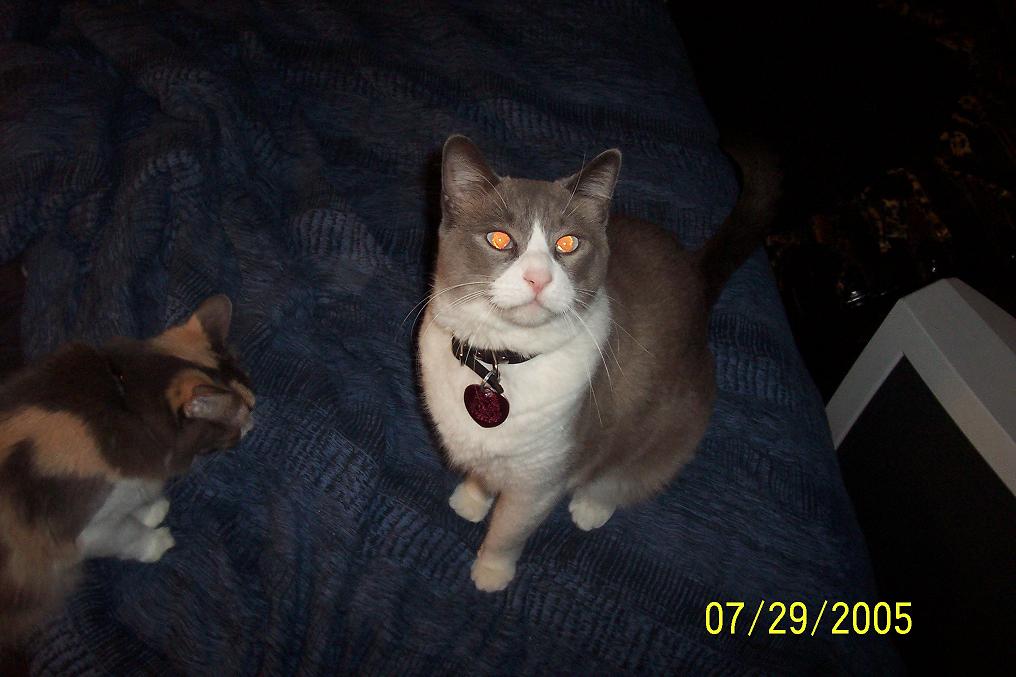 Chamber the cat.