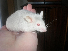 Cheese the Mouse