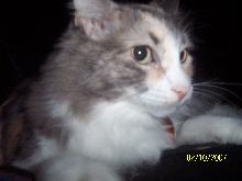 Havoc the cat.