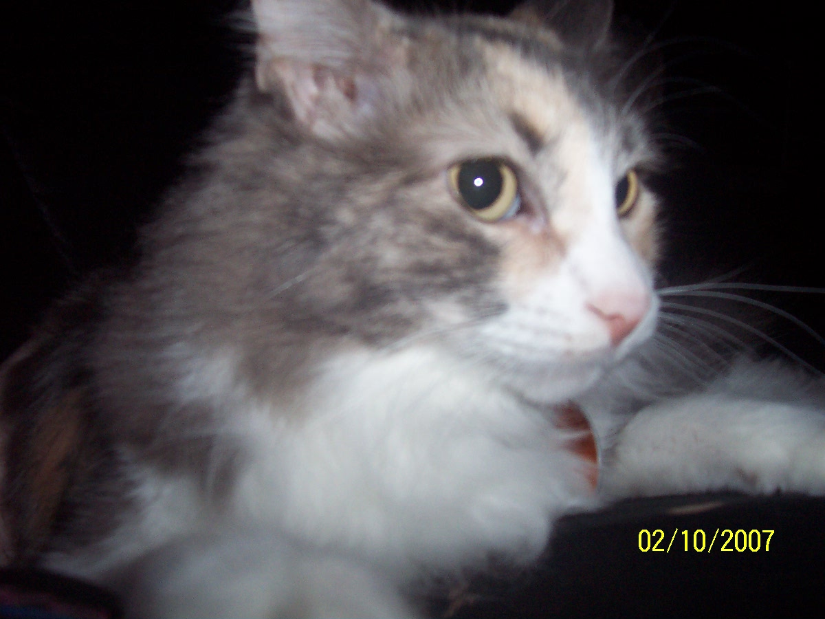 Havoc the cat.
