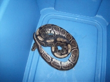 granite bp
