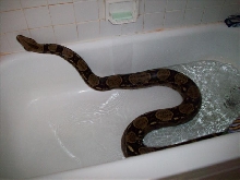 redtail in bathtub