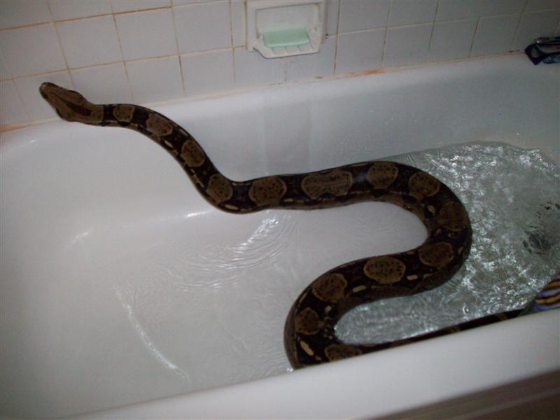 redtail in bathtub
