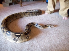 big boy
