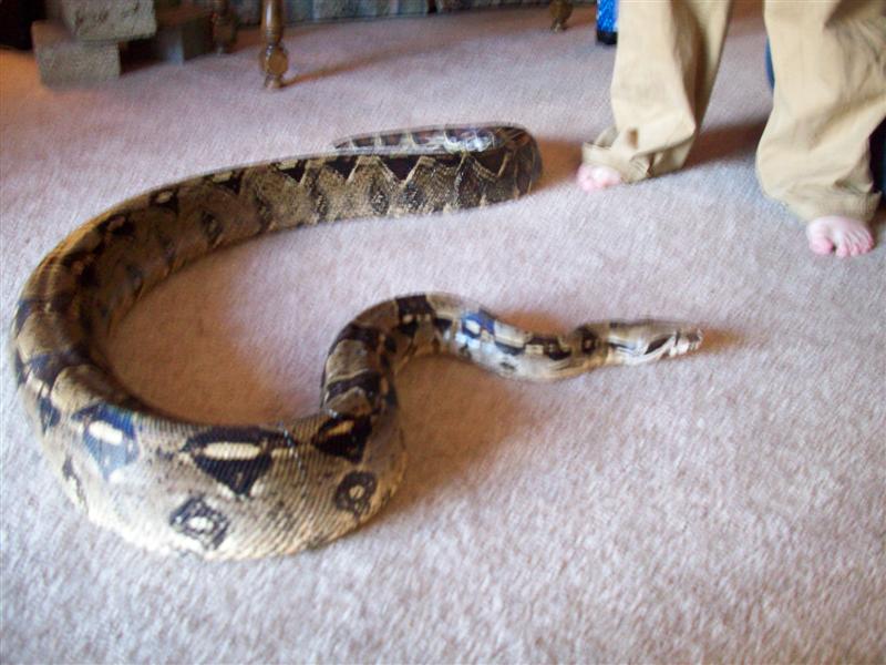 big boy