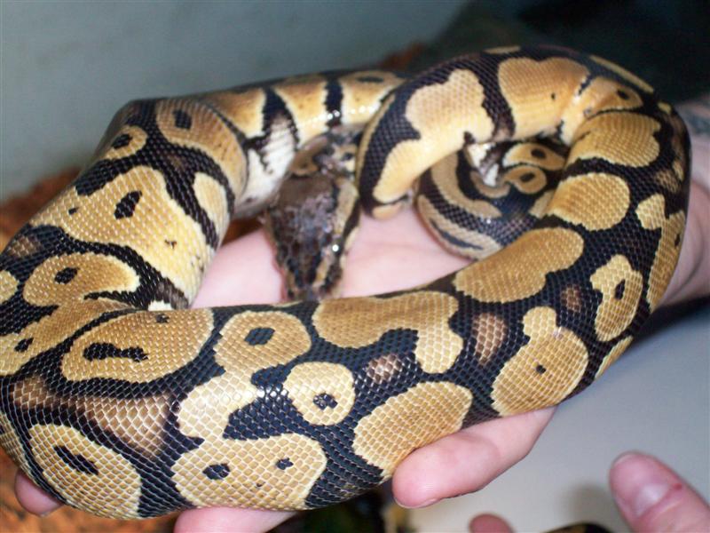 pastel ball python