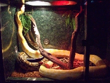 albino burmese and normal burmese