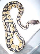 pastel ball python