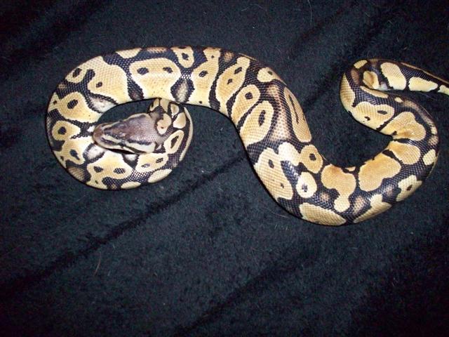pastel ball python