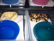 albino