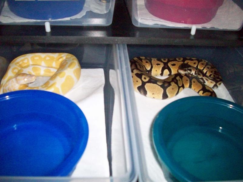albino