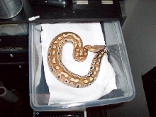 sumatran