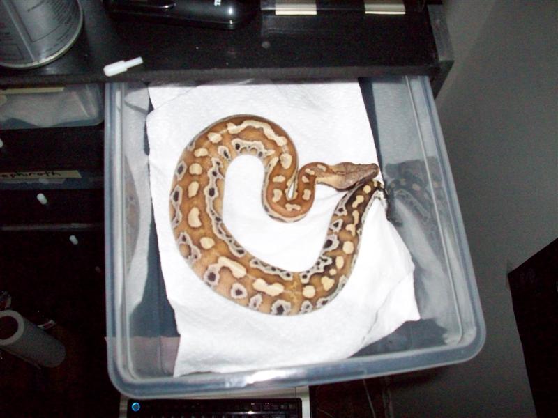 sumatran