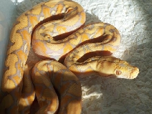 Purple Albino