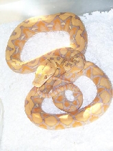 Purple Albino