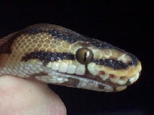ORANGE EYES BABY!