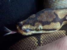 ORANGE EYE! EBE!