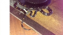 Male Russian Rat Snake
