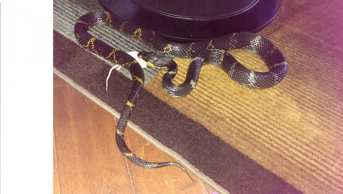 Male Russian Rat Snake