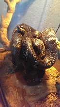 Male Russian Rat Snake