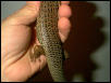 Female