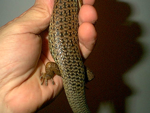 Female