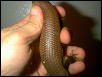 male