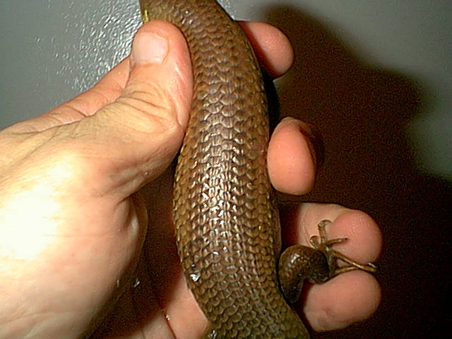 male