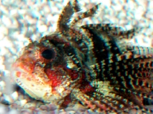 Saltwater - Austin Aquariums