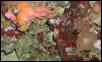 Saltwater Photos