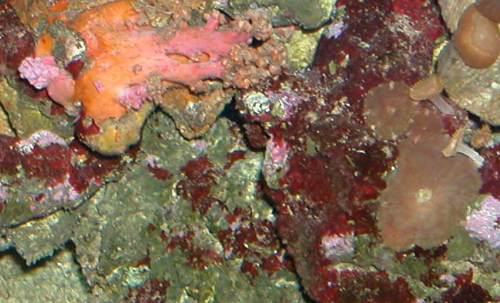 Saltwater Photos