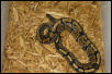 #2 66% Het Axanthic Male