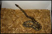 66% Het Axanthic,25% Het Albino