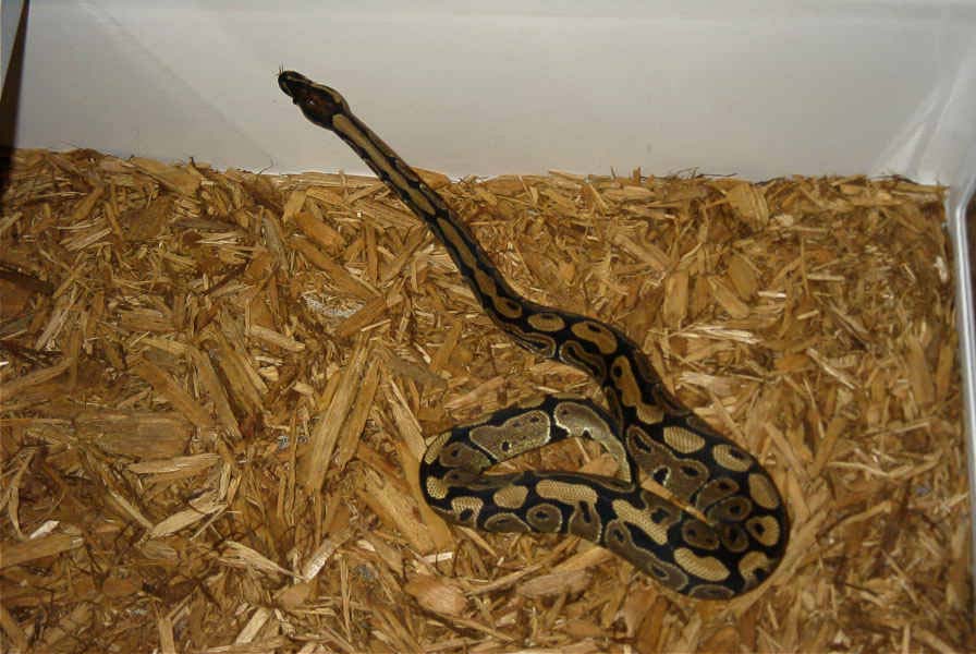 66% Het Axanthic,25% Het Albino