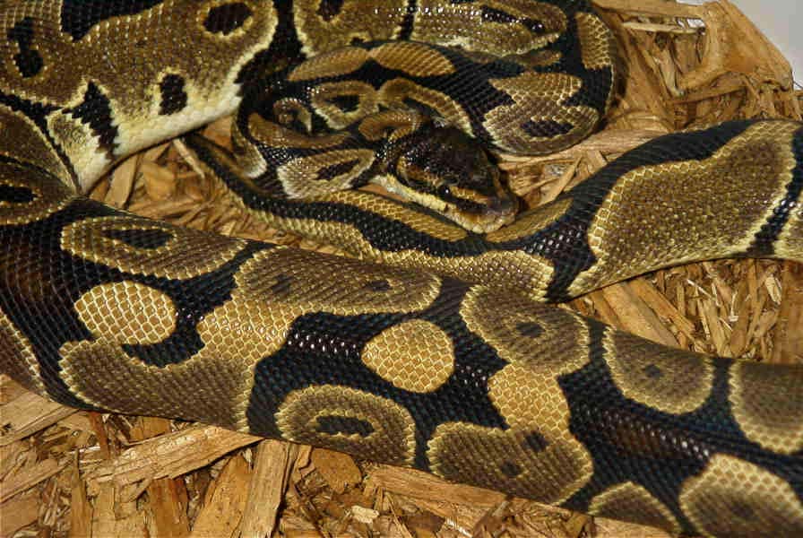 66% Het Axanthic