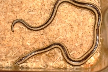 '00 Mexican Rosy Boa
