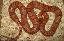 Female