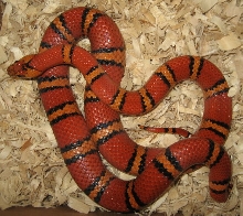 Male