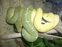 Lemon and Lime