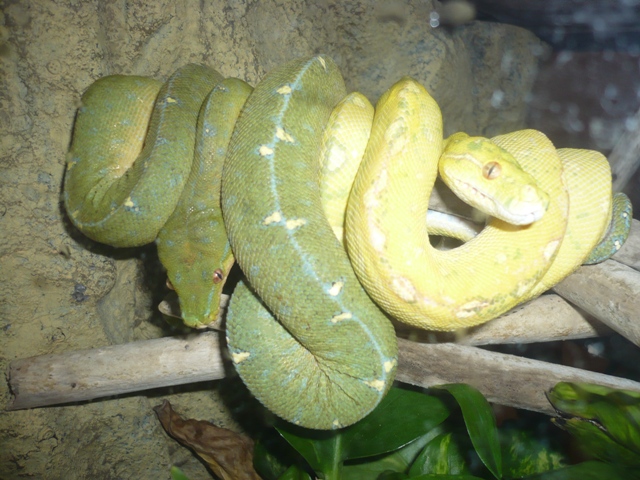 Lemon and Lime