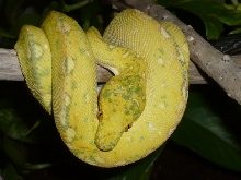 Yellow Biak