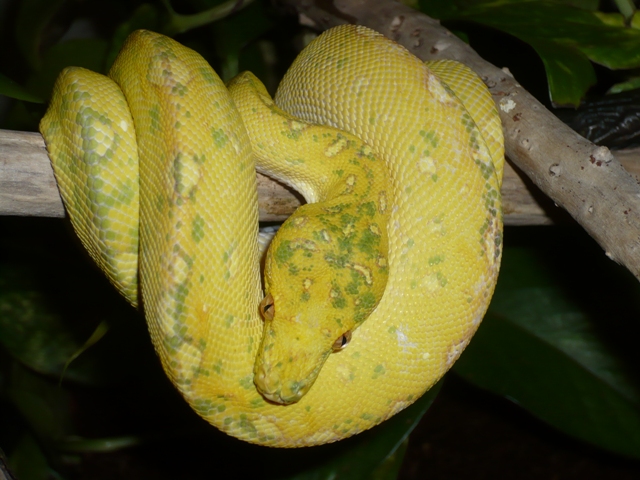 Yellow Biak
