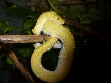 Yellow Biak