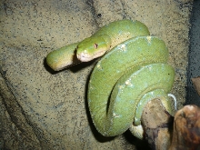 Green Jaya
