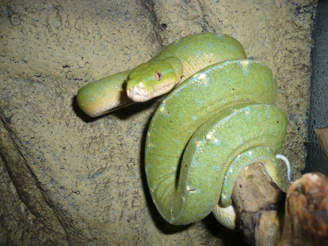 Green Jaya