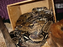 2 Boas