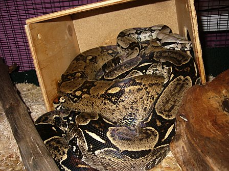 2 Boas