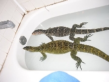 Montiors taking a bath