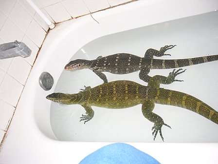Montiors taking a bath